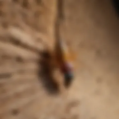 Proactive Termite Intervention Tracy CA