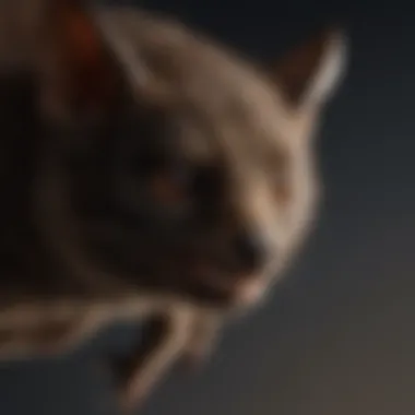 Professional Bat Removal