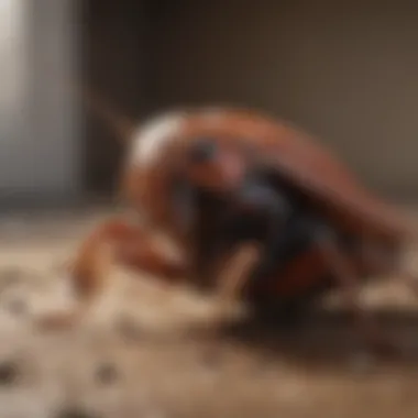 Professional Cockroach Extermination Services