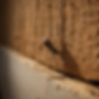 Termite Infestation Control Professional exterminator in High Point NC addressing termite infestation