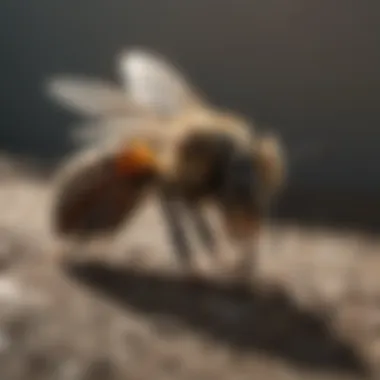 Professional Grade Bee Killer Powder Professional Grade Bee Killer Powder
