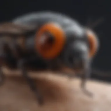 Professional Pest Inspection Services Professional Pest Inspection Services in Olympia