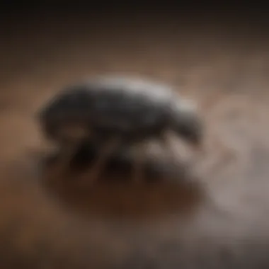 Professional Pest Inspections in Scottsdale Arizona