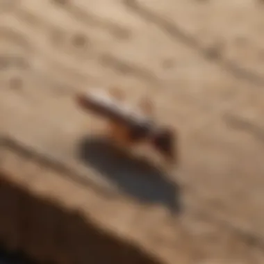 Expert Termite Extermination Services Professional Termite Exterminator in Melbourne FL