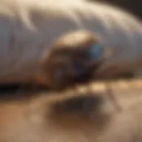 Powerful Pest Control Solution