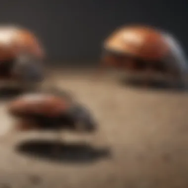 Balancing Act: Bug Bombs Unveiled Pros and Cons of Bug Bombs