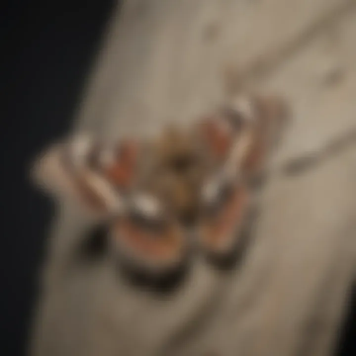 Moth illustration showing the damage they can cause to clothes