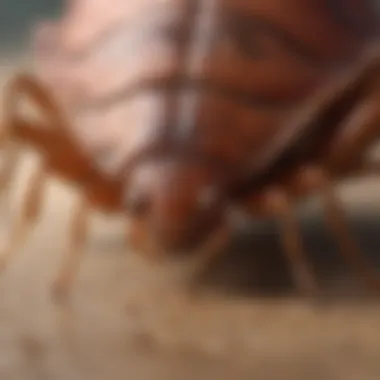 Emotional Toll of Big Bed Bug Bites Illustration highlighting psychological distress caused by big bed bug bites