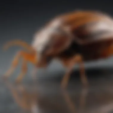 Strategic Deployment Techniques for PT Alpine PT Alpine Flea and Bed Bug Control Application Method