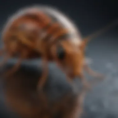 Proactive Pest Control Strategies with Raid Liquid Roach Bait Roach prevention tips illustration