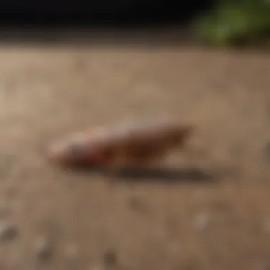 Roach infestation before and after illustration