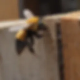 Wooden structure damaged by carpenter bee infestation