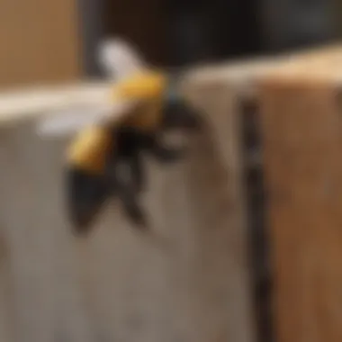 Structural Damage Caused by Carpenter Bees Wooden structure damaged by carpenter bee infestation