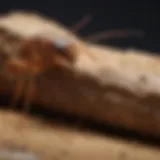 Termite baiting process using Recruit HD