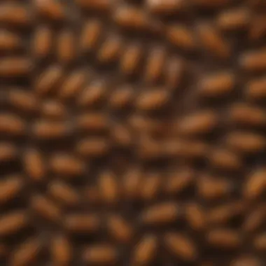 Reproductive termite society structure
