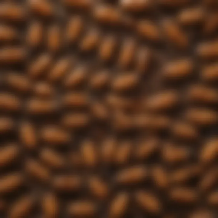 Reproductive termite society structure