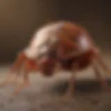 Resilient Bed Bug Close-up