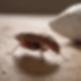 Innovative Bed Bug Detection Technology
