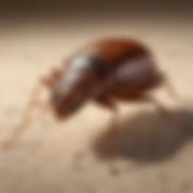 State-of-the-Art Bed Bug Extermination Tools Advanced Bed Bug Extermination Tools
