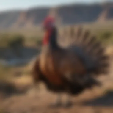 Rio Grande Turkey in Western Plains