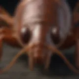 Detailed diagram of a cockroach's anatomy