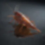 Roach caught in glue trap