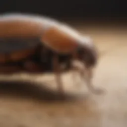 Roach Control with Boric Acid - Vector Illustration