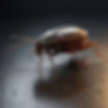 Precision Roach Control Gel Roach Control Gel Application