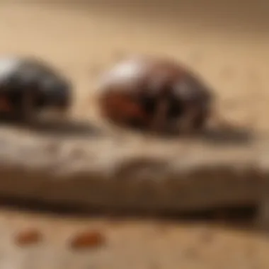 Transformation from Roach-Infested to Roach-Free Before and after comparison of a roach-infested area