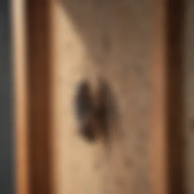 Pest Infestation Prevention Techniques in Rockwall