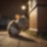Rodent Infestation Detection