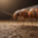 Expertise in Termite Management