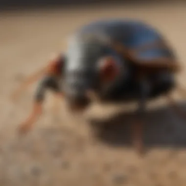 Local Pest Challenges in Ruidoso Close-up view of common pests found in Ruidoso, highlighting local challenges