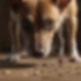Dog sniffing safe mouse bait