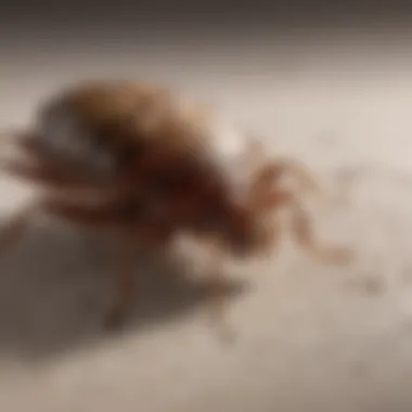 Ensuring Safe Handling of Bed Bug Bombs Safety Precautions for Bed Bug Bomb Usage