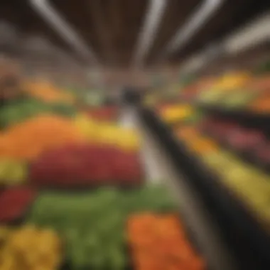 Bountiful Harvest at Safeway in Englewood Safeway Englewood Fresh Produce Section