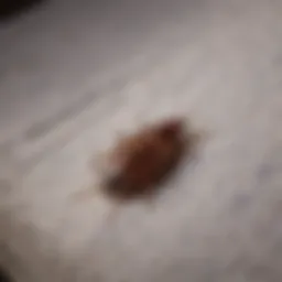 Protecting Your Sanctuary