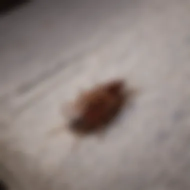 Protecting Your Sanctuary