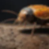 A close-up of common pests found in Scarborough.