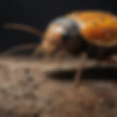 A close-up of common pests found in Scarborough.