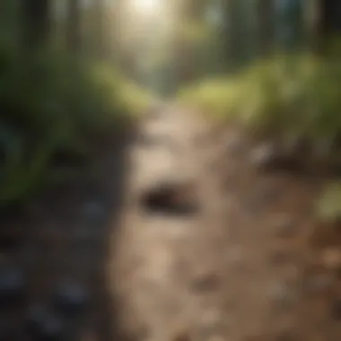 Navigational Strategies: Scent Trails in Roach Behavior Scent Trails and Roach Navigation