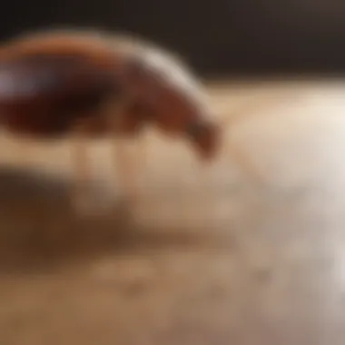 Evidence-Based Bed Bug Control Scientific research on tea tree oil efficacy