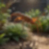 Scorpion repellent plants in garden