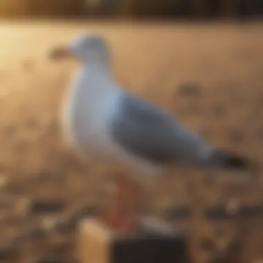 Precision Gull Deterrent Method Seagull Control Mechanism
