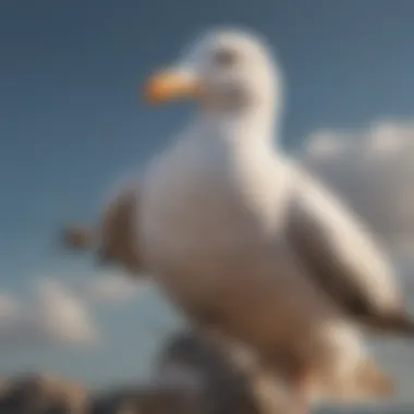 Advanced Seagull Repellent Technology Seagull Deterrent Spikes