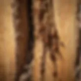 Close-up view of termite damage in wooden structure