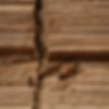 Visual guide showing signs of termite infestation in a home