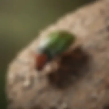 Close-up of Shield Bug Infestation