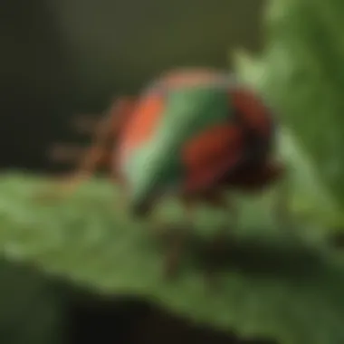Vibrant Shield Bug on a Leaf