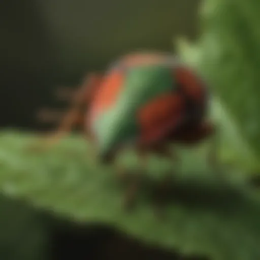 Vibrant Shield Bug on a Leaf
